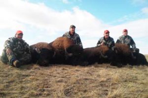 Wyoming Trophy Buffalo Hunt