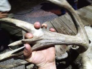 Guided Wyoming Mule Deer Trophy Hunt