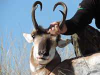 Wyoming Antelope Hunts