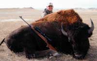 Free Range Bison Hunt