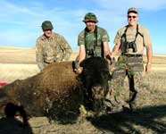 Trophy Buffalo Hunt