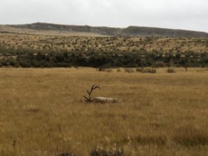 Wyoming Trophy Elk Hunts