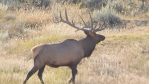 Trophy Elk Hunts in Wyoming