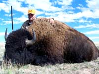 Wyoming Trophy Bison Hunts