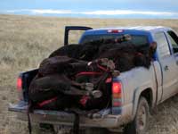 Wyoming Buffalo Hunt