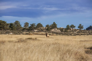 Wyoming Elk Hunts