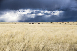 Wyoming Cattle Ranch