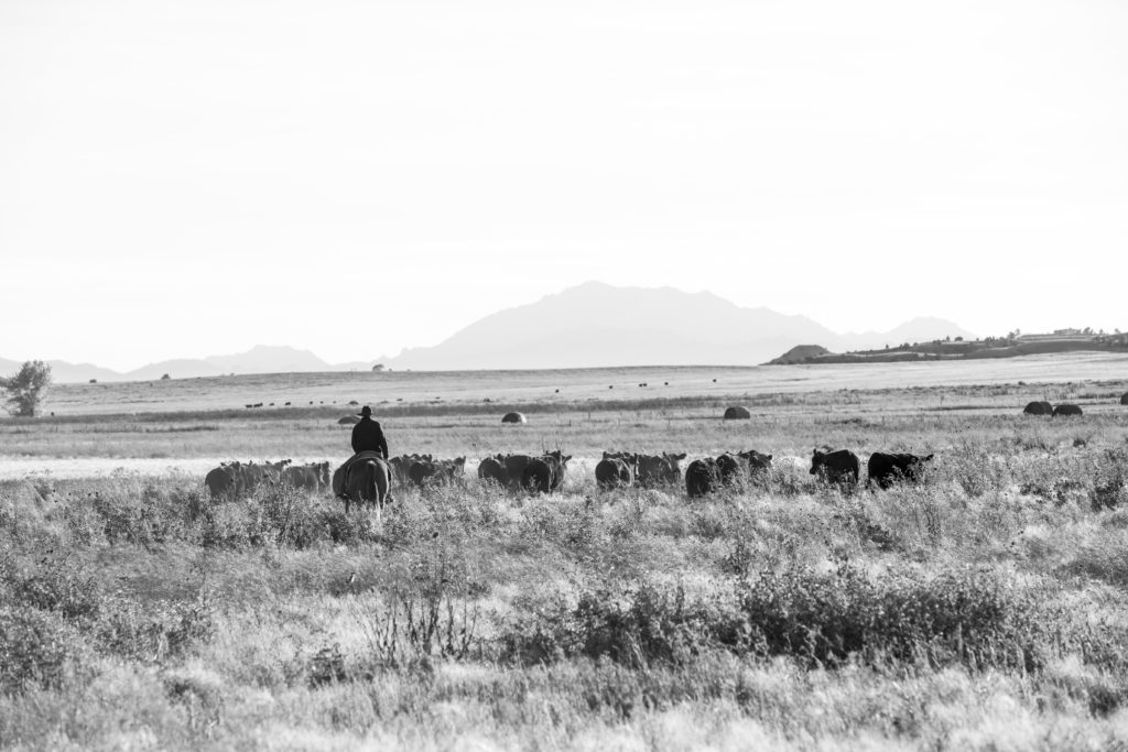 Wyoming Cattle Ranch