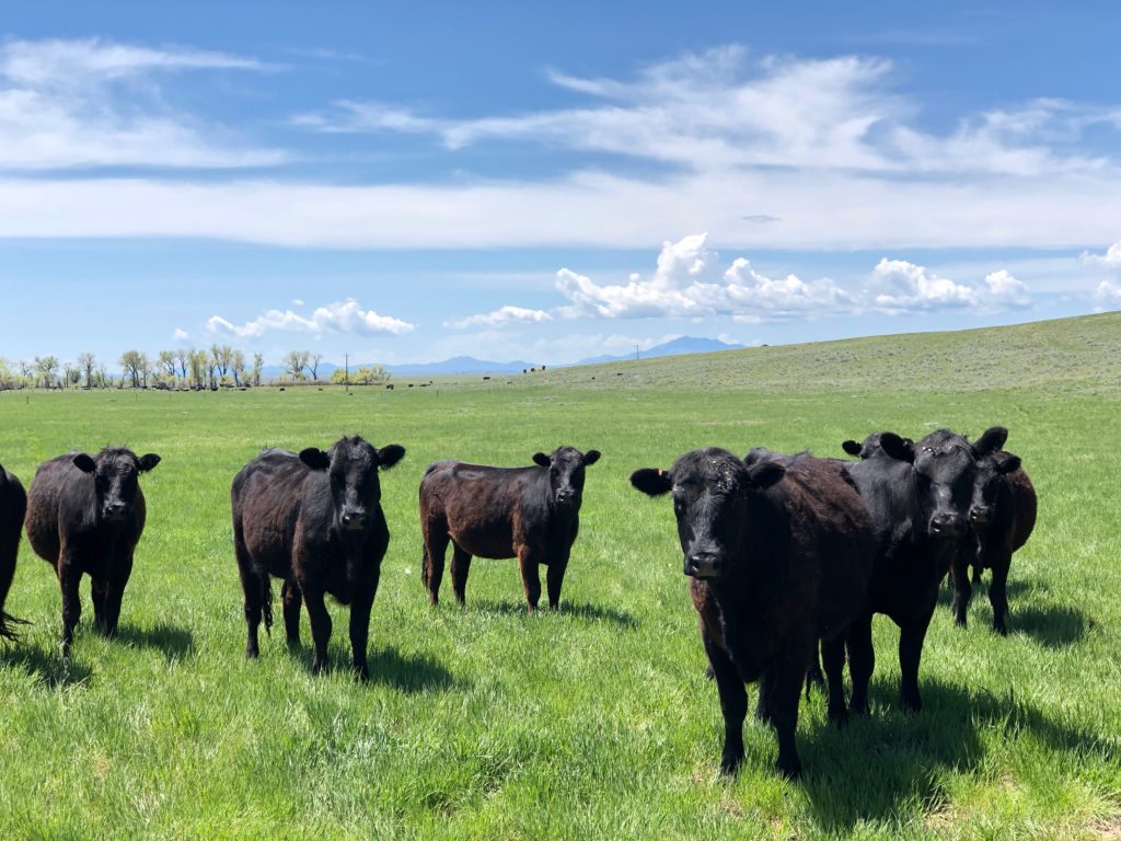 Rockin' 7 Ranch Grassfed Beef