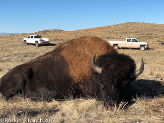 Wyoming Guided Trophy Buffalo Hunts