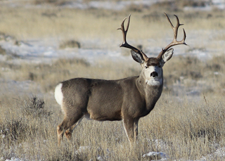 Wyoming Guided Trophy Mule Deer Hunts