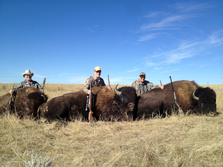 Wyoming Buffalo Hunts