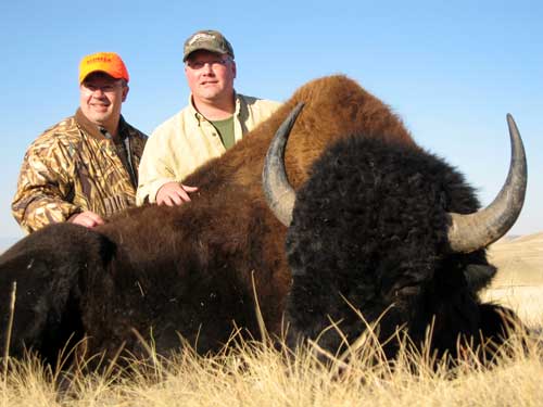 Trophy Buffalo Hunting