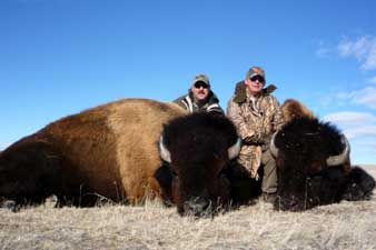 Guided Buffalo Hunting