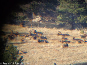 Guided Wyoming Elk Hunting