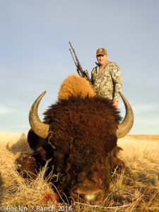 Trophy Buffalo Bull Hunts