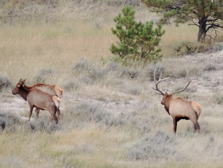 Wyoming Trophy Elk Hunts