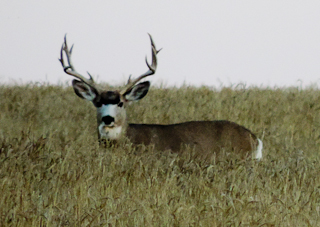 Trophy Mule Deer Hunts