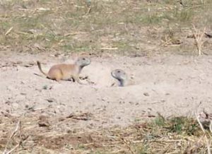 Prairie Dog Hunting