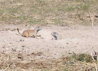 is it legal to hunt prairie dogs