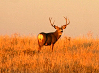 Wyoming Mule Deer After Season