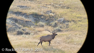 Wyoming Elk Hunts