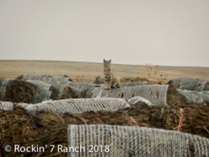 Wyoming Cattle Ranch