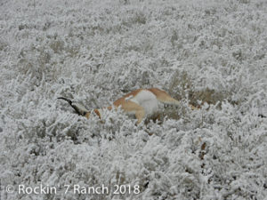 Wyoming Pronghorn Antelope Hunting