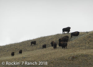 Free Range Buffalo Hunts