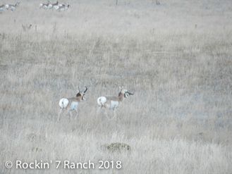 Wyoming Pronghorn Antelope Hunting