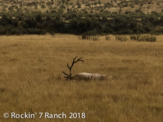 Wyoming Elk Hunting