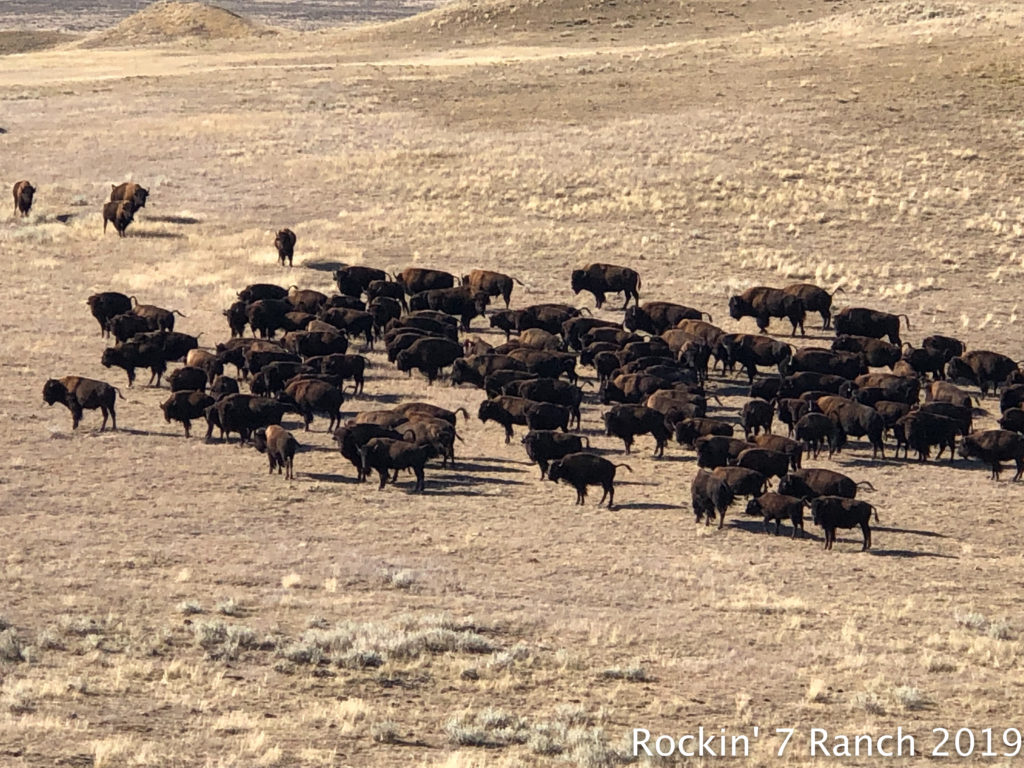 Wyoming Buffalo Bison Hunting Lodge