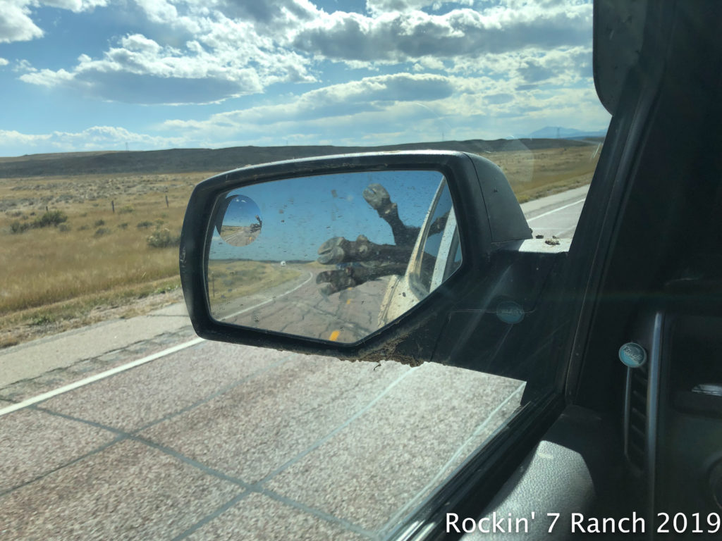 Wyoming Buffalo Bison Hunting Lodge